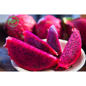 Natural Recent Pink Dragon Fruit – Wholesome, Scrumptious, and Accessible at Farm Costs – Wholesale Choices for Sale!