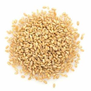 Wheat Seeds Obtainable for Bulk Buy